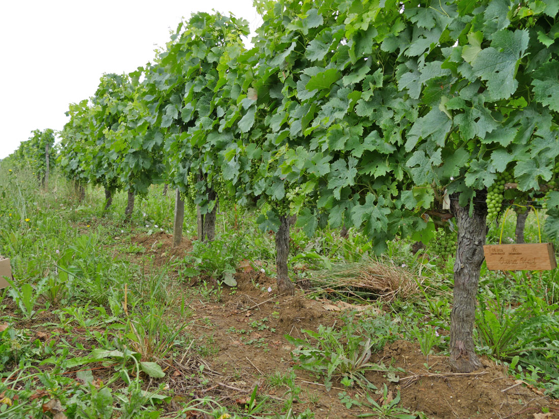 Виноградник на урожай